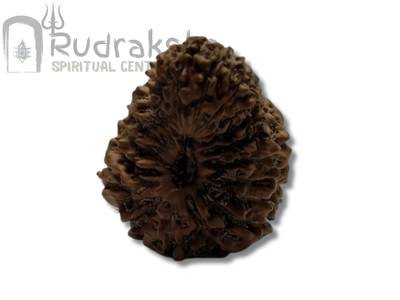 20 Mukhi Rudraksha from Indonesia